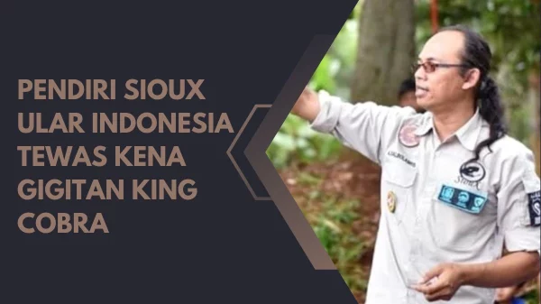 Pendiri Sioux Ular Indonesia Tewas Kena Gigitan King Cobra