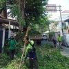 18 Pohon Lindung di Jakarta Barat Dipangkas: Dampak dan Tindakan yang Diperlukan